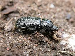 Attēlu rezultāti vaicājumam “Sinodendron cylindricum female”