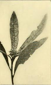 Attēlu rezultāti vaicājumam “Rabdophaga salicis”