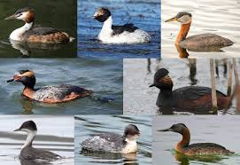 Attēlu rezultāti vaicājumam “Podiceps cristatus”