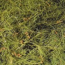 Attēlu rezultāti vaicājumam “Stuckenia filiformis leaf”