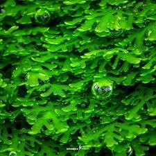 Attēlu rezultāti vaicājumam “Riccardia incurvata”