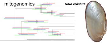 Attēlu rezultāti vaicājumam “Unio crassus”