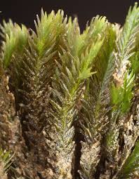 Attēlu rezultāti vaicājumam “Cinclidotus danubicus”