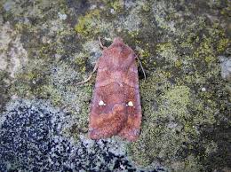 Attēlu rezultāti vaicājumam “Eupsilia transversa”