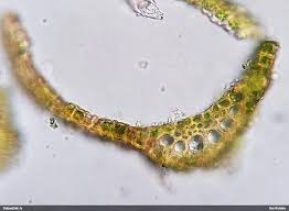 Attēlu rezultāti vaicājumam “Dicranum viride”