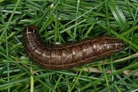 Attēlu rezultāti vaicājumam “Tholera cespitis”