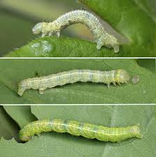 Attēlu rezultāti vaicājumam “Agriopis leucophaearia”