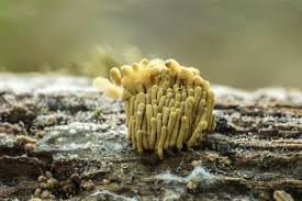 Attēlu rezultāti vaicājumam “Heterotrichia obvelata (syn. Arcyria obvelata) young”