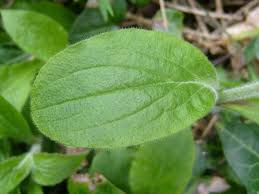 Attēlu rezultāti vaicājumam “Silene dioica leaf”