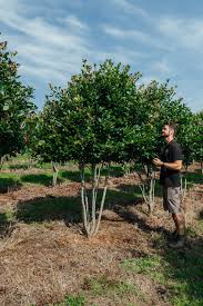 Attēlu rezultāti vaicājumam “Crataegus persimilis”
