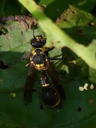 Attēlu rezultāti vaicājumam “Eumenes sp.”