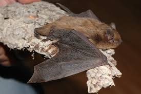 Attēlu rezultāti vaicājumam “Pipistrellus nathusii”