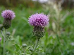 Attēlu rezultāti vaicājumam “Cirsium x rigens”