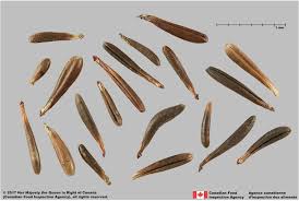 Attēlu rezultāti vaicājumam “Anthriscus”