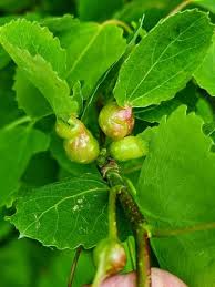 Attēlu rezultāti vaicājumam “Contarinia petioli”