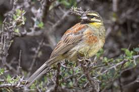 Image result for Emberiza cirlus