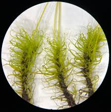 Attēlu rezultāti vaicājumam “Pohlia wahlenbergii sporophyte”