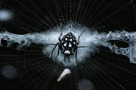 Attēlu rezultāti vaicājumam “Dianema nivale macro”