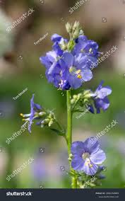 Attēlu rezultāti vaicājumam “Polemonium caeruleum flower”