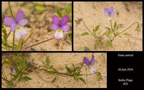 Attēlu rezultāti vaicājumam “Viola tricolor subsp. curtisii bud”