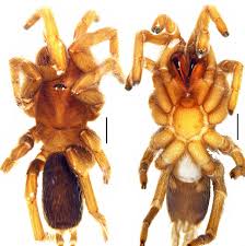 Attēlu rezultāti vaicājumam “Aranei”