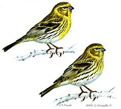 Image result for Serinus serinus