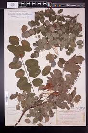 Attēlu rezultāti vaicājumam “Robinia neomexicana”