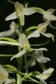Attēlu rezultāti vaicājumam “Platanthera bifolia leaf”