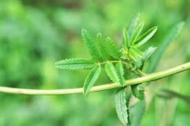 Attēlu rezultāti vaicājumam “Sanguisorba officinalis leaf”