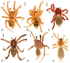 Attēlu rezultāti vaicājumam “Gnaphosidae”