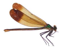 Attēlu rezultāti vaicājumam “Calopterygidae”