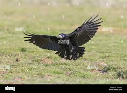 Attēlu rezultāti vaicājumam “Corvus frugilegus adult”
