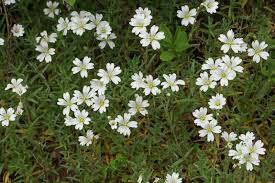 Attēlu rezultāti vaicājumam “Cerastium tomentosum leaf”