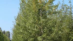 Attēlu rezultāti vaicājumam “Populus tremula”