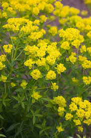 Attēlu rezultāti vaicājumam “Euphorbia palustris flower”