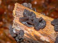 Attēlu rezultāti vaicājumam “Exidia truncata”