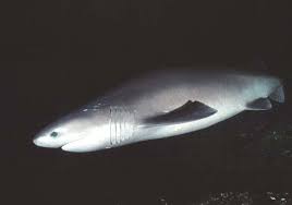 Image result for Hexanchus griseus