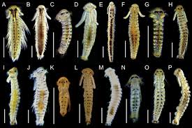 Attēlu rezultāti vaicājumam “Phronia sp. larva”