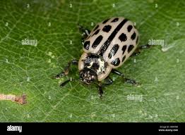 Attēlu rezultāti vaicājumam “Chrysomela vigintipunctata”