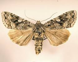 Attēlu rezultāti vaicājumam “Eurois occulta”