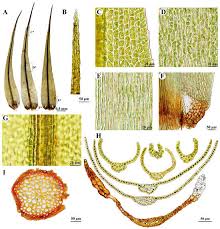 Attēlu rezultāti vaicājumam “Dicranum polysetum sporophyte”
