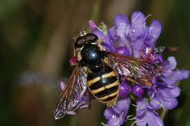 Attēlu rezultāti vaicājumam “Sericomyia silentis”