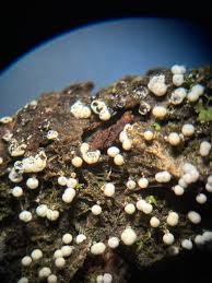 Attēlu rezultāti vaicājumam “Physarum globuliferum spores”