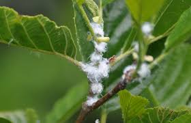 Attēlu rezultāti vaicājumam “Psylla alni”