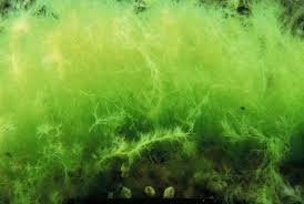 Attēlu rezultāti vaicājumam “Cladophora glomerata”