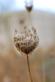Attēlu rezultāti vaicājumam “Daucus carota subsp. carota”