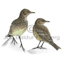 Image result for Anthus petrosus