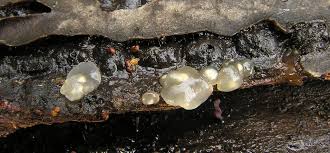 Attēlu rezultāti vaicājumam “Myxarium nucleatum”