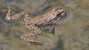 Attēlu rezultāti vaicājumam “Pelophylax juvenile”