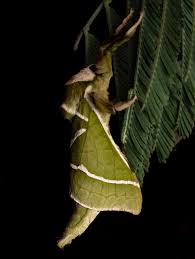 Attēlu rezultāti vaicājumam “Hepialus humuli male”